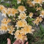 Azalija (Rhododendron) šviesiai geltona (sėjinukai)